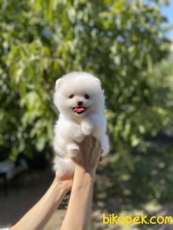 Pomeranian Boo Yavrularımız 1