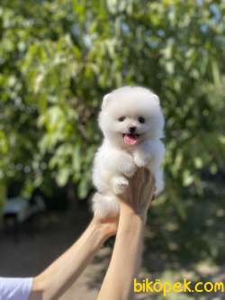 Pomeranian Boo Yavrularımız New 2