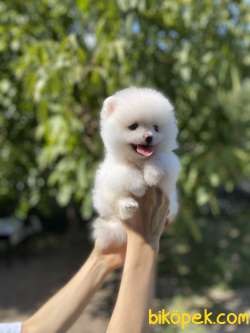 Pomeranian Boo Yavrularımız New 5