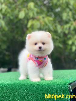 Pomeranian Boo Yavrularımız 4