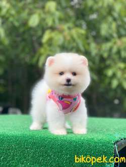 Pomeranian Boo Yavrularımız 2