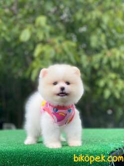 Pomeranian Boo Yavrularımız 3