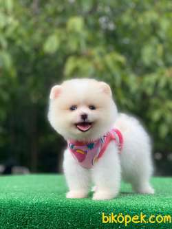 Pomeranian Boo Yavrularımız 3 1