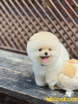 Pomeranian Boo Yavrularımız 1