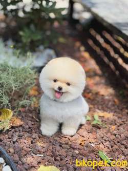 Pomeranian Boo Yavrularımız 3