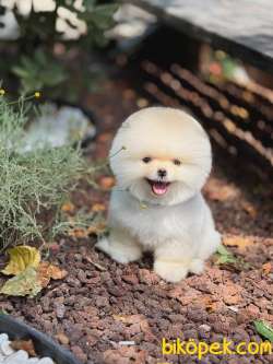 Pomeranian Boo Yavrularımız 4