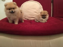 Pomeranian Boo Yavrularımız Aşılı Kimlikli Irk Garantili Teslim 2