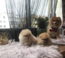 Pomeranian Boo Yavrularımız Aşılı Kimlikli Irk Garantili Teslim 1