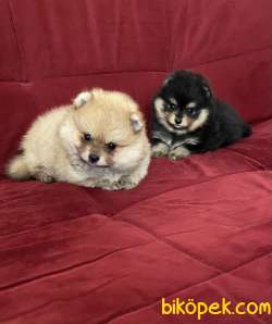 Pomeranian Boo Yavrularımız Aşılı Kimlikli Teslim 3