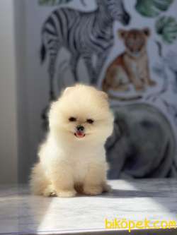 Pomeranian Boo Yavrularımız Love 2