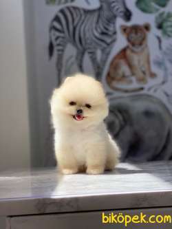 Pomeranian Boo Yavrularımız Love 3