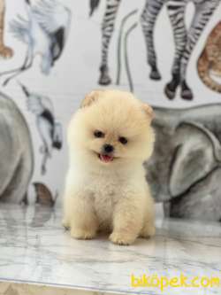 Pomeranian Boo Yavrularımız Love 5