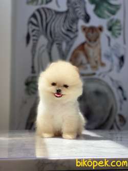 Pomeranian Boo Yavrularımız Love