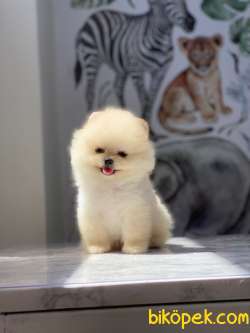 Pomeranian Boo Yavrularımız Love 4