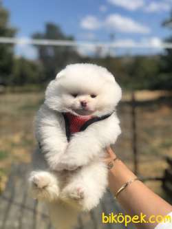 POMERANİAN BOO YAVRULARIMIZ SATILIK 3