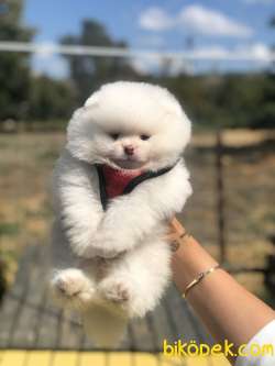 POMERANİAN BOO YAVRULARIMIZ SATILIK 2