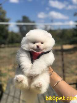 POMERANİAN BOO YAVRULARIMIZ SATILIK 1