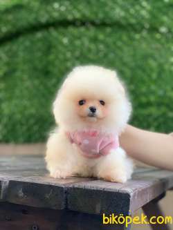 Pomeranian Boo Yavrularımız Yeni 4