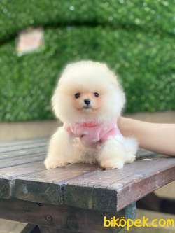 Pomeranian Boo Yavrularımız Yeni 2