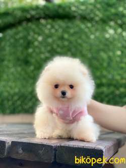 Pomeranian Boo Yavrularımız Yeni 4