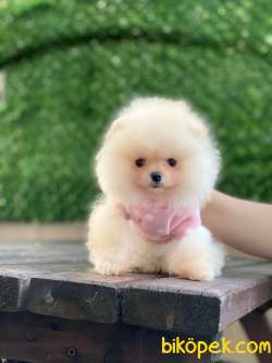 Pomeranian Boo Yavrularımız Yeni 1