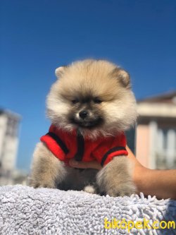 POMERANİAN BOO YAVRUMUZ 4