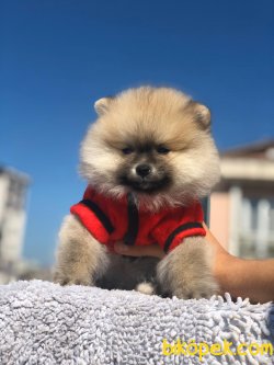 POMERANİAN BOO YAVRUMUZ 3