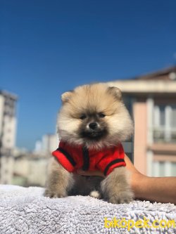 POMERANİAN BOO YAVRUMUZ 1