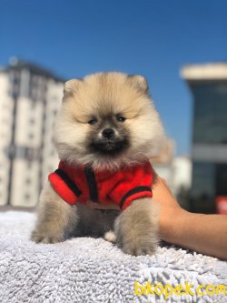POMERANİAN BOO YAVRUMUZ 2