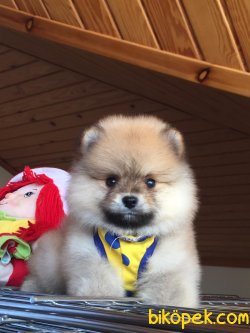 Pomerani̇an Boo Garanti̇li̇ Yavrular 2