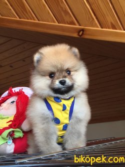 Pomerani̇an Boo Garanti̇li̇ Yavrular 1