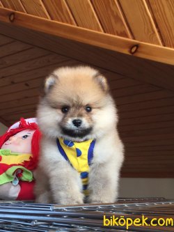 Pomerani̇an Boo Garanti̇li̇ Yavrular 3