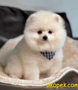 Pomeranian Boo Yavrumuz 4