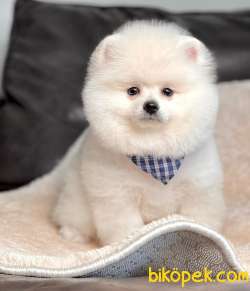 Pomeranian Boo Yavrumuz 2