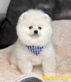 Pomeranian Boo Yavrumuz 3