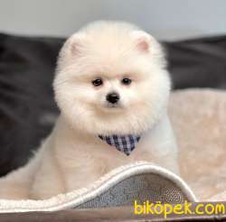 Pomeranian Boo Yavrumuz 1