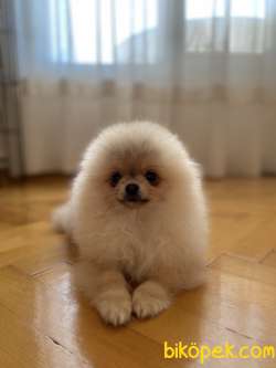 Pomeranian Boo Yavrumuz 1