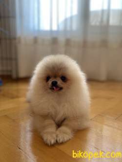 Pomeranian Boo Yavrumuz 2