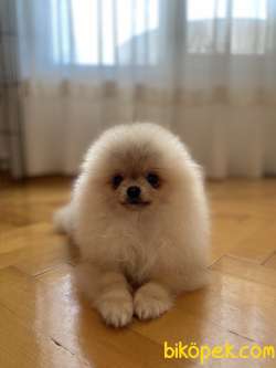 Pomeranian Boo Yavrumuz 3
