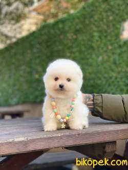 Pomeranian Boo Yavrumuz Alvin 4