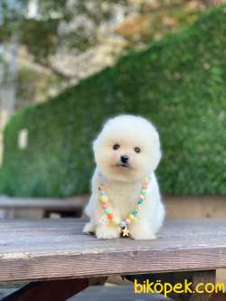 Pomeranian Boo Yavrumuz Alvin 2