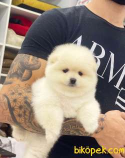 Pomeranian Boo Yavrumuz Asy