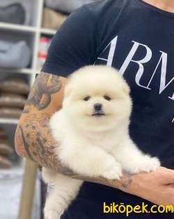 Pomeranian Boo Yavrumuz Asy 4