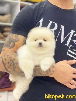 Pomeranian Boo Yavrumuz Asy 5