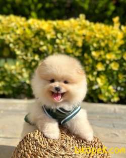 Pomeranian Boo Yavrumuz “CARLOS” 4