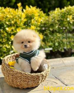 Pomeranian Boo Yavrumuz “CARLOS” 3