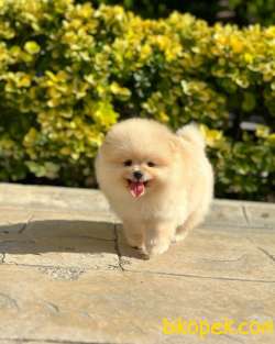 Pomeranian Boo Yavrumuz “CARLOS” 5