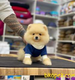 Pomeranian Boo Yavrumuz Kitty 1 2