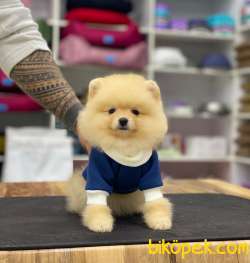 Pomeranian Boo Yavrumuz Kitty 1 4