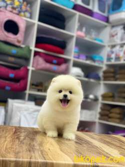 Pomeranian Boo Yavrumuz Latte 2 5